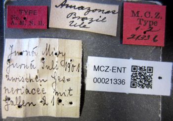 Media type: image;   Entomology 21336 Aspect: labels